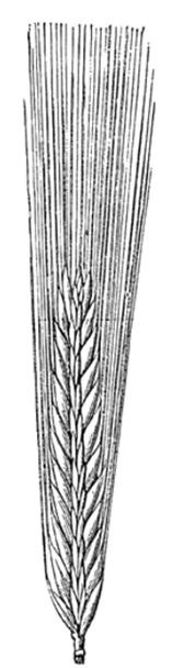 Gerste zweizeilig
